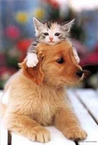 friendscat-dog