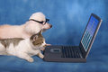dog-and-cat-on-computer