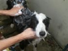 dog-taking-a-bath