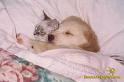cute-dog-and-cat-together