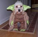 dog-in-halloween-costume