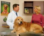 vet-with-dog