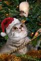 cat-christmas