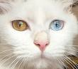 cat-heterochromia