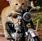 cat-on-motorcycle