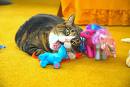 cat-with-toys