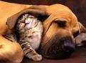 cute-dog-and-cat1