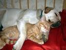 sleeping-cat-and-dog