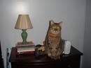 cat-on-nightstand