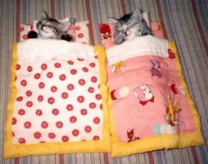 cats-in-bed