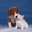 cute-dog-and-cat-together-2
