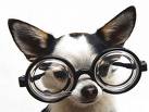 dog-wearing-glasses