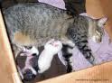 cat-with-kittens