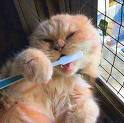 cat-with-toothbrush