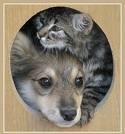 dog-and-cat-in-hole