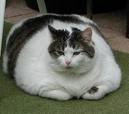 This is not my cat Mollie, she is not nearly this heavy.
