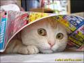 cat-hiding