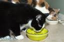 cats-eating-at-their-bowls1