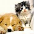 cute-puppy-and-kitten1