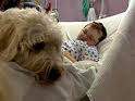 dog-with-child-in-hospital