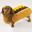 dog-hot-dog