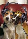 dogs-listening-to-music