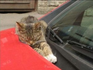 cat-sleeping-on-a-car2