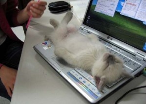 cat-sleeping-on-computer1