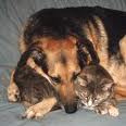 sad-dog-and-cat