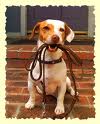dog-leash