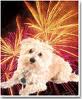 fireworks-and-dog