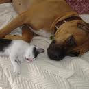 lonely-dog-and-cat