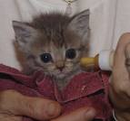 newborn-kitten