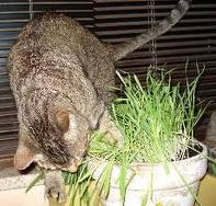 cat-eating-plant