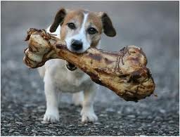 dog-bone