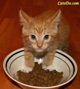 kitten-eating
