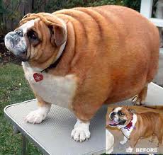 bulldog-fat