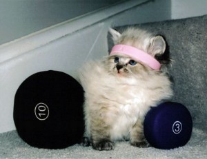 cat-lifting-weights