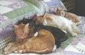 cats-in-bed-2