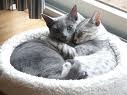 cute-cats-in-bed