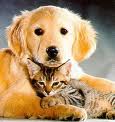 dog-and-cat-31