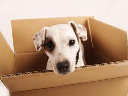 dog-box