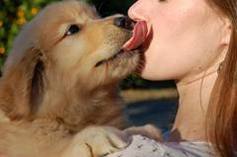 dog-licking