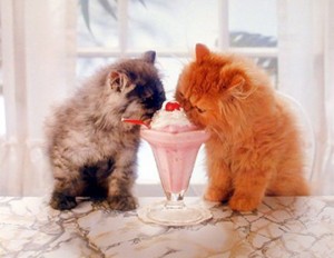 cats-ice-cream