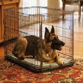 dog-crate