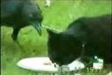 cat-crow