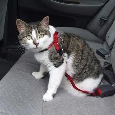 cat-in-car