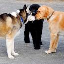 dogs-greeting