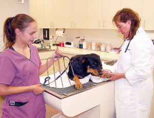 veterinary-technician