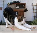 cat-stretching